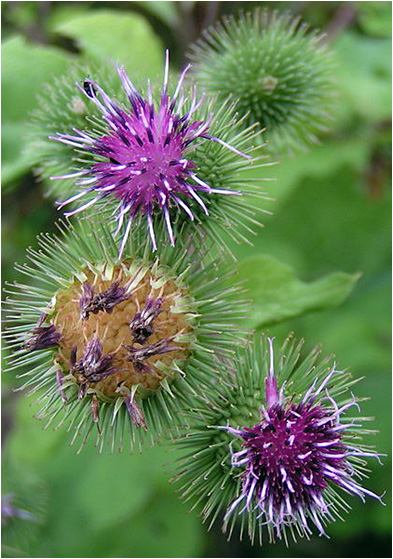 Burdock Balls Photo