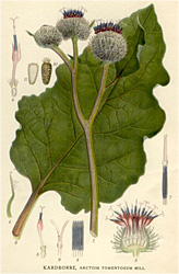 Burdock Illustration