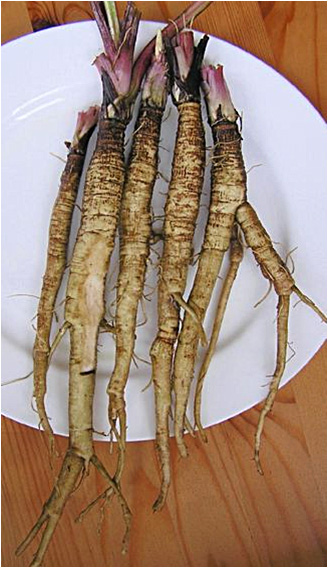 Burdock Roots Photo