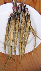Burdock Roots
